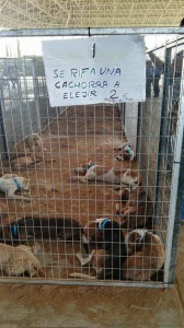 Estado de algunos animales en Ibercaza